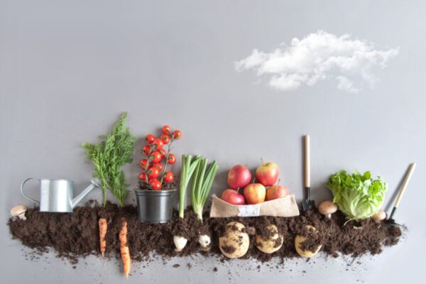 Growing Your Own Vegetable Garden Tips and Tricks - Royal Lepage Benchmark Calgary